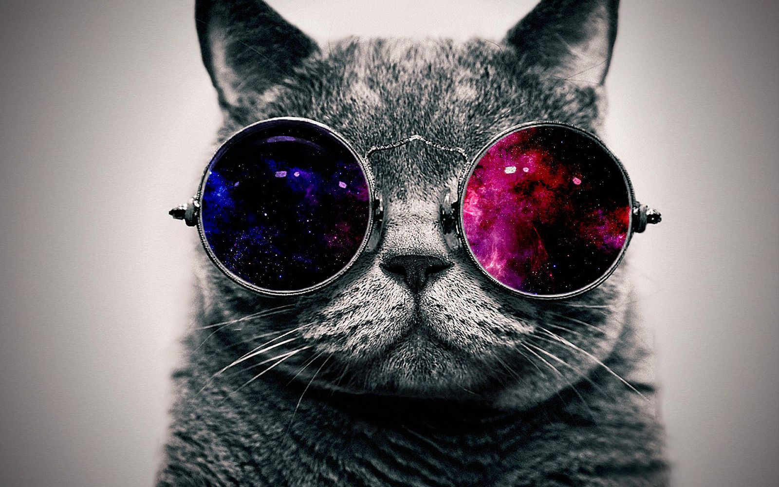 Kucing Pakai Cermin Mata Azhan Buat Muka Terkejut Gemuknya Ni