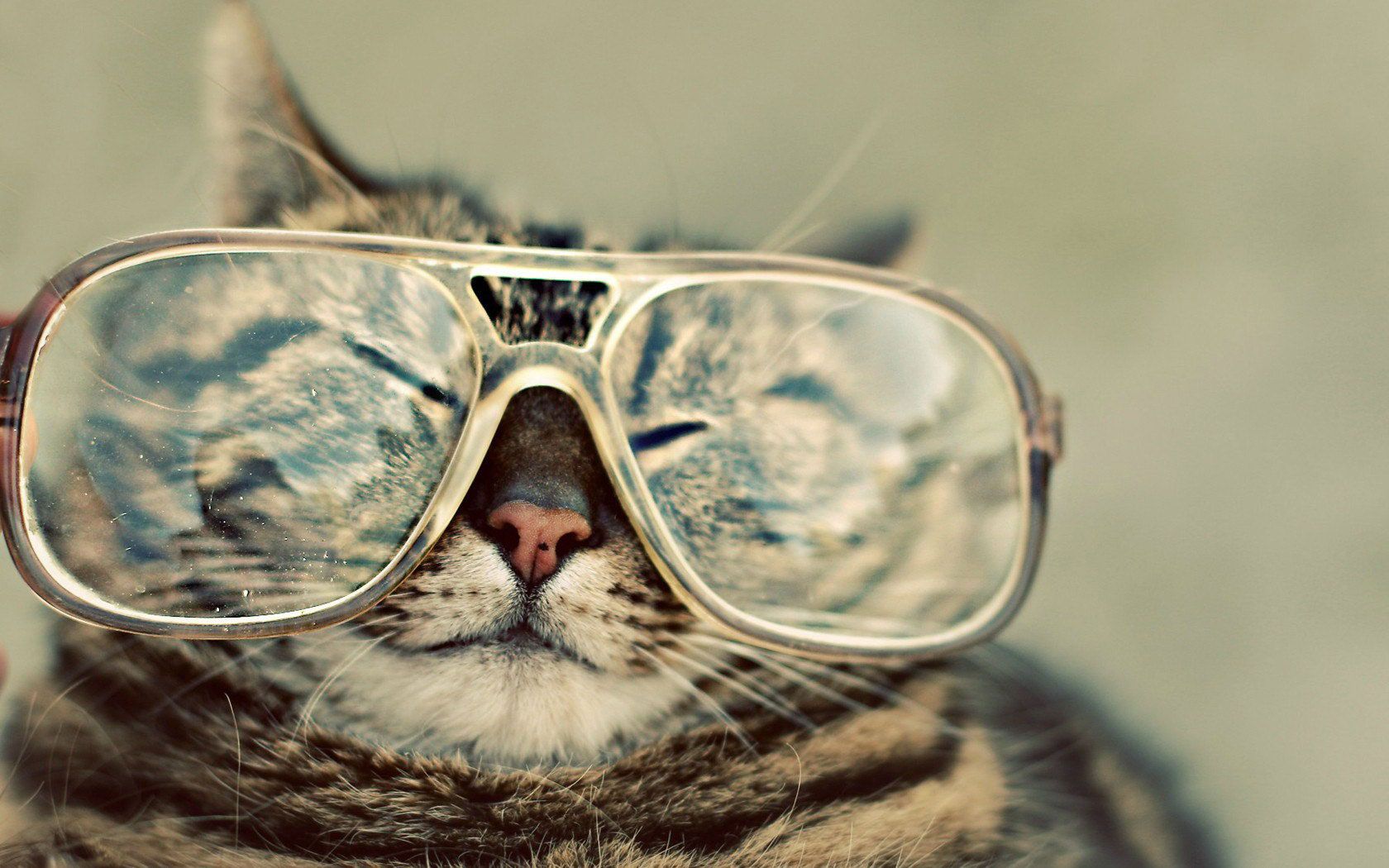 Kucing Pakai Cermin Mata Azhan Gambar Kartun Muslimah