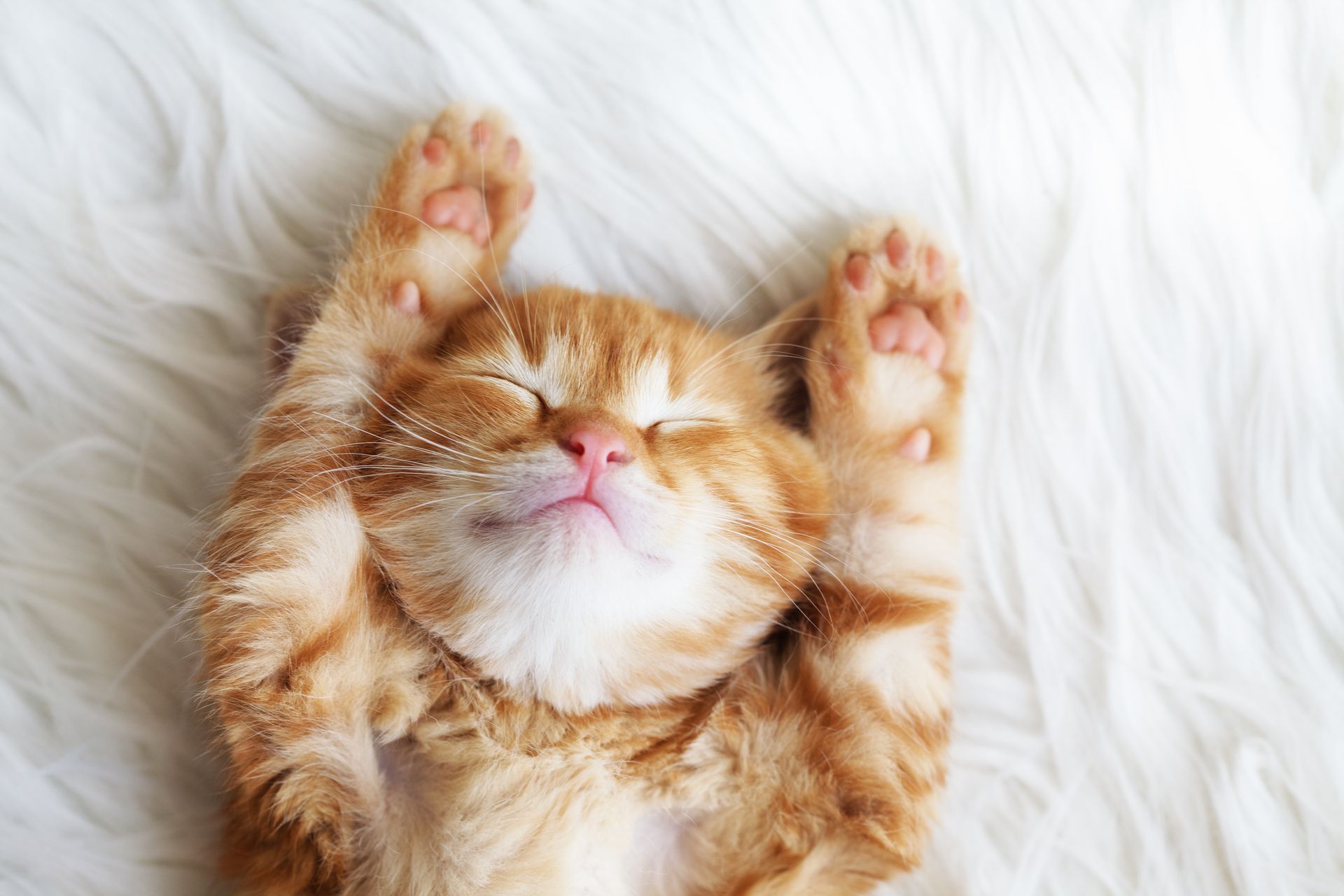Gambar Wallpaper Kucing Tidur Comel Azhanco