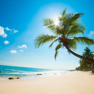 Beach Coconut Tree Free Download