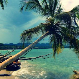 Beach Coconut Tree Island HD Desktop Images