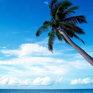 Beautiful Beach Landscape Scene (Coconut Tree)