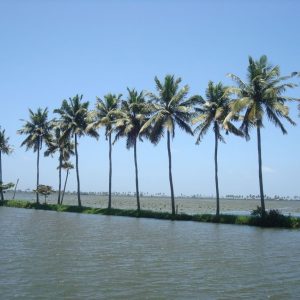 Beautiful Coconut Tree Barriers India