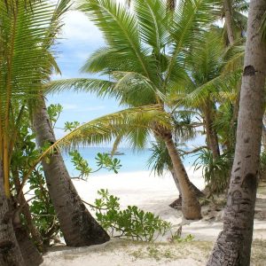 Best Coconut Trees at Beach Wallpaper