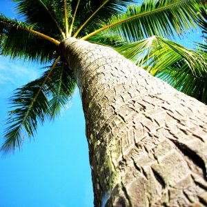 Coconut Tree Background