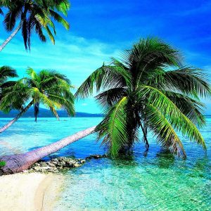 Coconut Tree On Beach HD Wallpapers