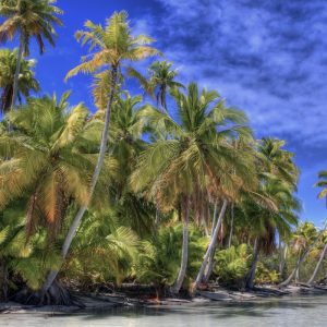 Cocunut Tree in Island Natural Green Desktop Wallpapers