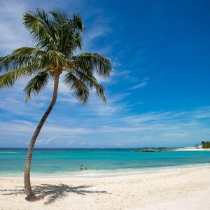 Desktop Wallpaper - Tropical Island Beach Coconut Tree