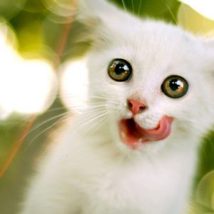 Anak Kucing Putih