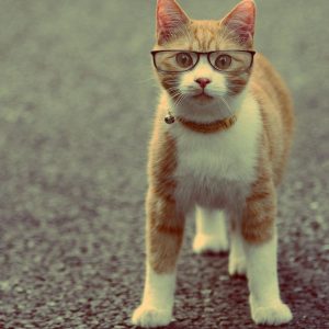 Animal Cat Wearing Glasses