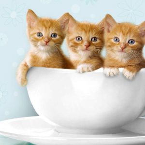 Cute 3 Little Kitten