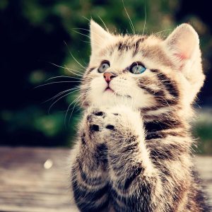 Cute Cat Praying