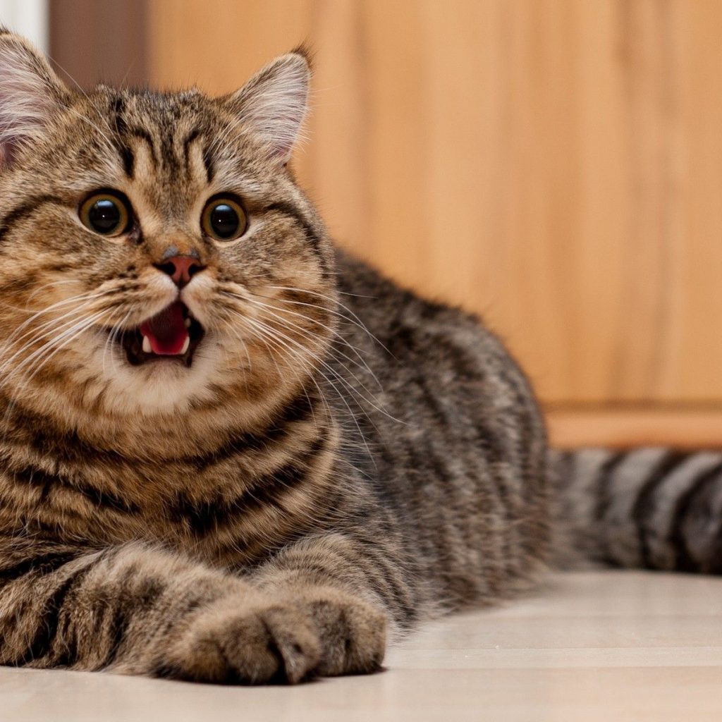 Koleksi Gambar Kucing Comel dan Lucu - Azhan.co