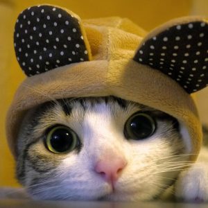 Kucing Comel Pakai Topi Baby