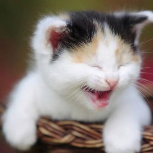 Smiley Face Kitten