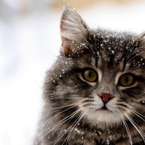 Snowing Cat