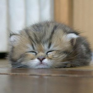 Cute Sleep Cat Image