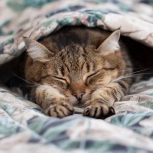 Cute Cat Lay Under The Covers