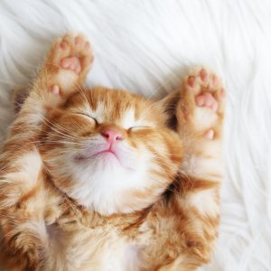 Gambar Wallpaper Kucing Tidur Comel