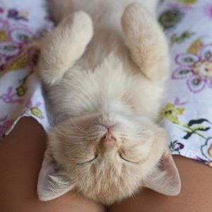 Kitten Funny Sleep Picture