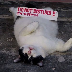 Sleeping Cat Dont Disturb Pic