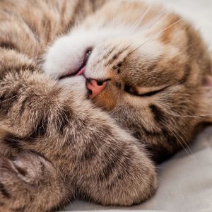 Sleeping Cat Wallpaper