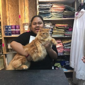 Kucing Gemuk Dan Cik B