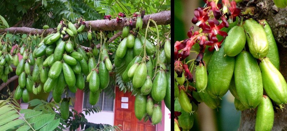 Gambar Pokok Belimbing Buluh