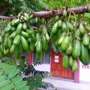 Pokok Belimbing Buluh